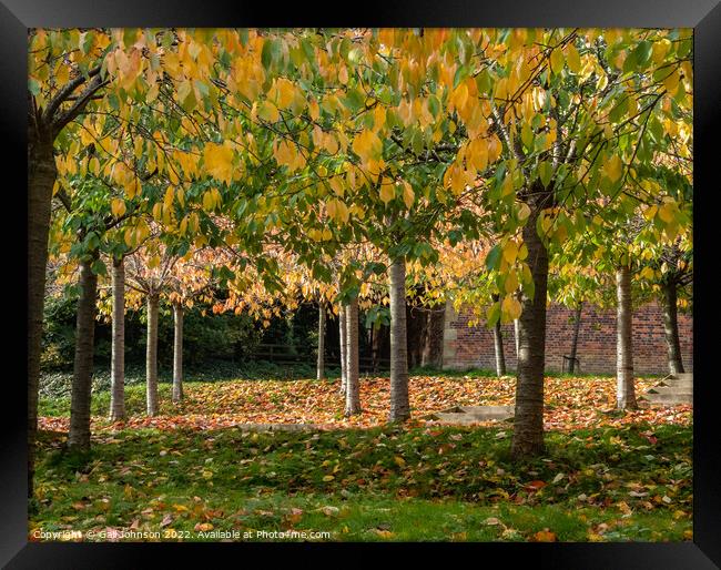 Plant tree Framed Print by Gail Johnson