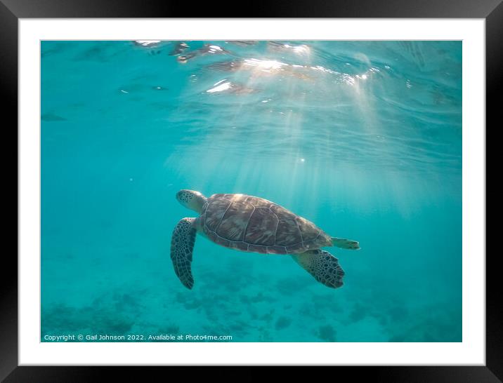 turtle and sun beams  Framed Mounted Print by Gail Johnson