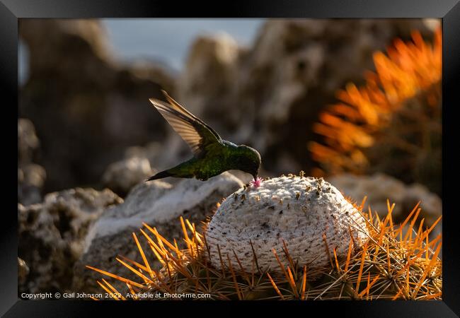 Emerald hummingbird  Framed Print by Gail Johnson