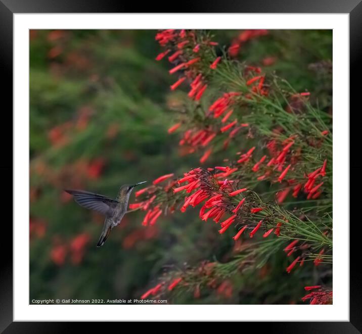 Emerald hummingbird  on a red flower   Framed Mounted Print by Gail Johnson
