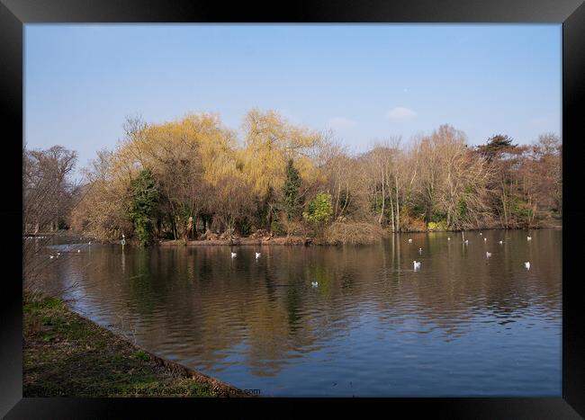 Hampden Park Lake Framed Print by Sally Wallis