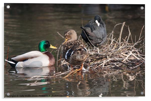 Mallards Flirting Acrylic by Sally Wallis