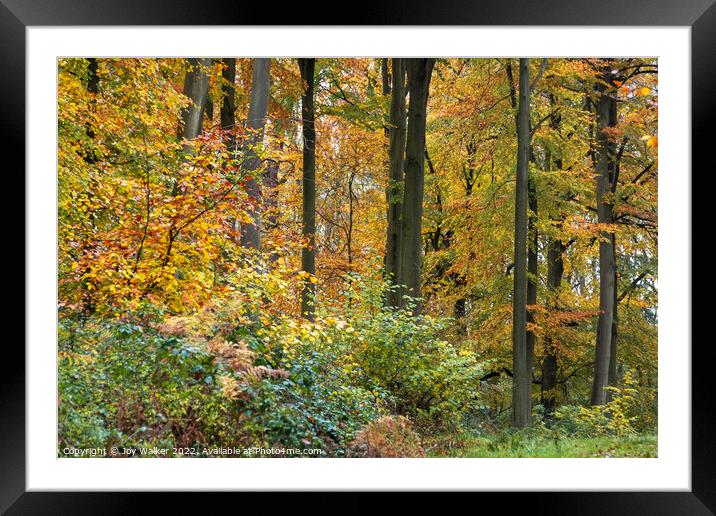 Beech trees in the Autumn Framed Mounted Print by Joy Walker