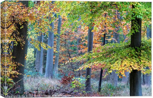 Colorful Autumn woodland Canvas Print by Joy Walker