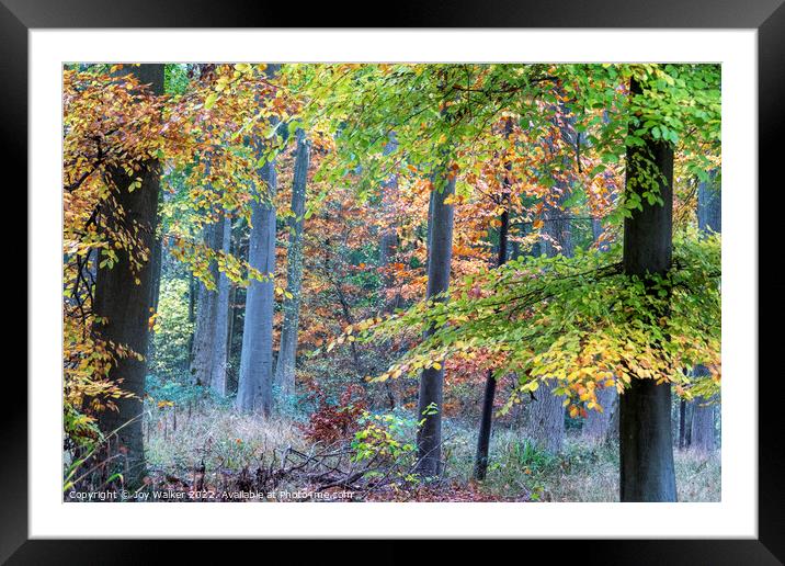 Colorful Autumn woodland Framed Mounted Print by Joy Walker