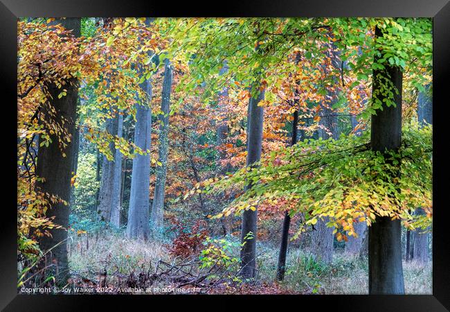 Colorful Autumn woodland Framed Print by Joy Walker