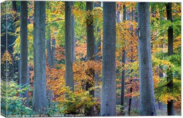 Tree trunks in Autumn Canvas Print by Joy Walker