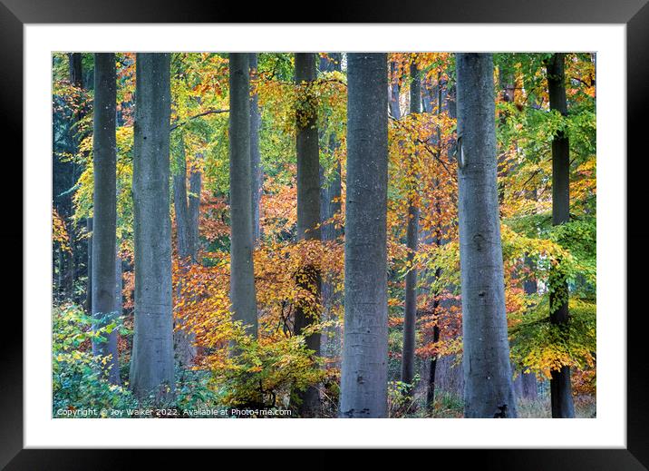 Tree trunks in Autumn Framed Mounted Print by Joy Walker