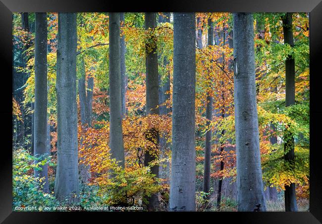Tree trunks in Autumn Framed Print by Joy Walker