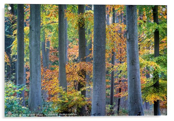 Tree trunks in Autumn Acrylic by Joy Walker
