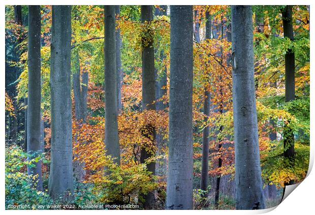 Tree trunks in Autumn Print by Joy Walker