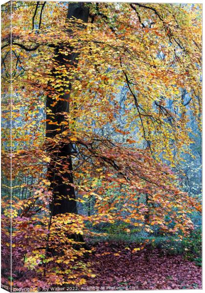 A mature Beech tree Canvas Print by Joy Walker