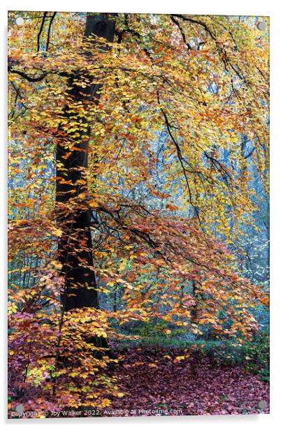 A mature Beech tree Acrylic by Joy Walker