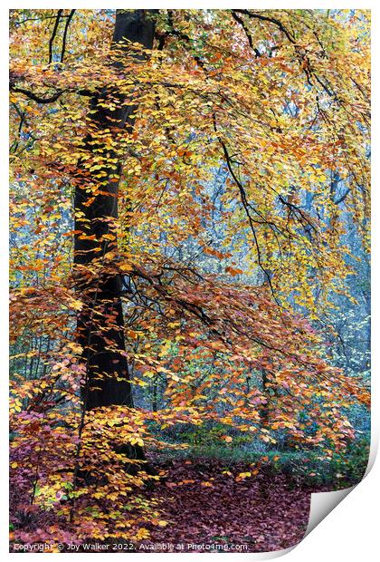 A mature Beech tree Print by Joy Walker
