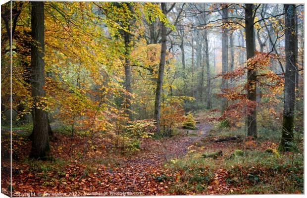A woodland in the Autumn Canvas Print by Joy Walker