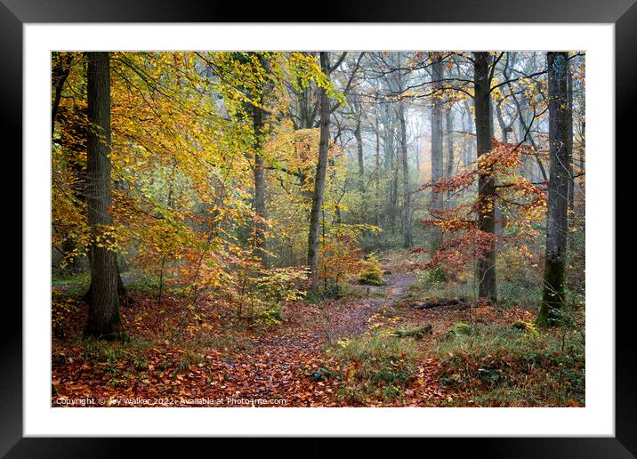 A woodland in the Autumn Framed Mounted Print by Joy Walker