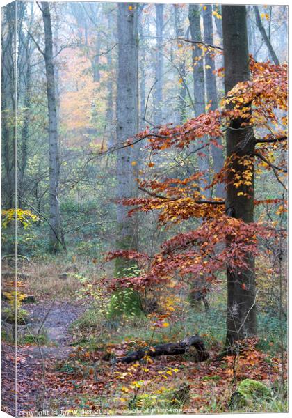 A foggy woodland Canvas Print by Joy Walker