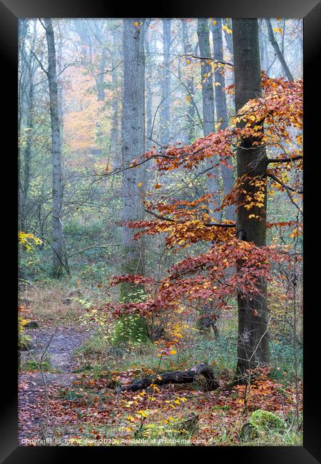 A foggy woodland Framed Print by Joy Walker