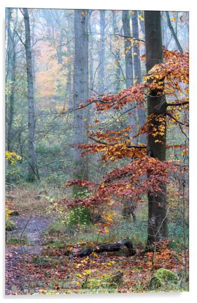 A foggy woodland Acrylic by Joy Walker