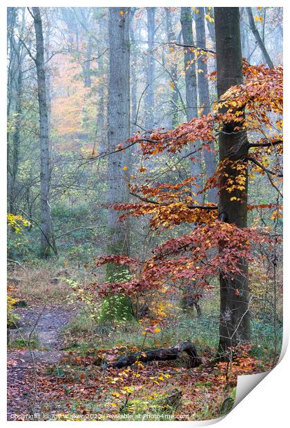 A foggy woodland Print by Joy Walker