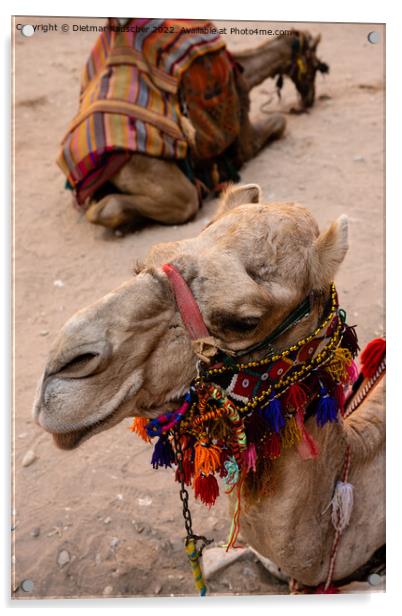 Dromedary Camel with Arabian Bridle in Petra Acrylic by Dietmar Rauscher