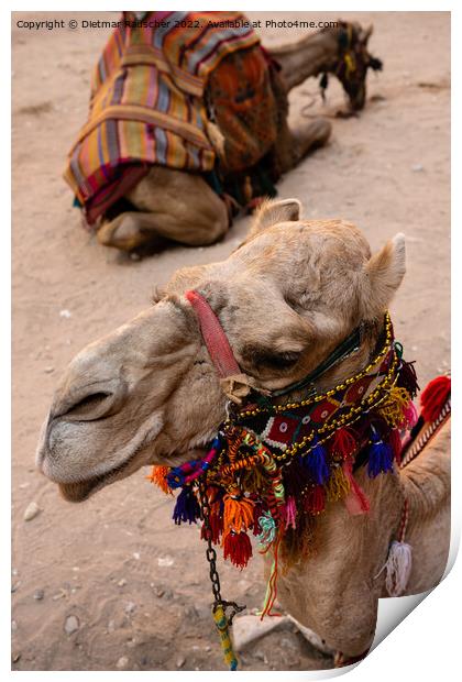 Dromedary Camel with Arabian Bridle in Petra Print by Dietmar Rauscher