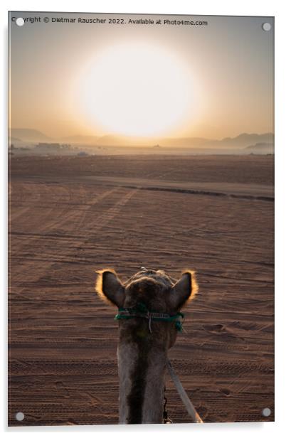 Sunrise and Camel in Wadi Rum, Jordan Acrylic by Dietmar Rauscher