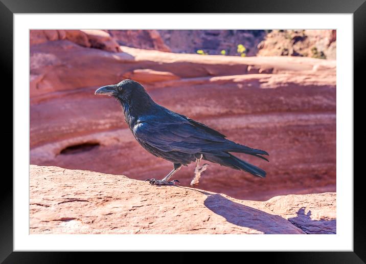 Black Raven Delicate Arch Arches National Park Moa Framed Mounted Print by William Perry