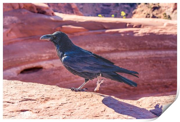 Black Raven Delicate Arch Arches National Park Moa Print by William Perry