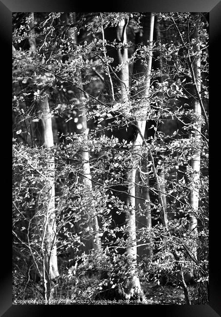 Sunlit woodland in Monochrome Framed Print by Simon Johnson