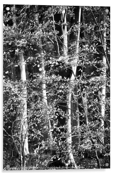 Sunlit woodland in Monochrome Acrylic by Simon Johnson