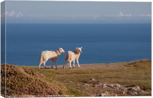 Serene Pastoral: Lambs Overlook Welsh Coastline Canvas Print by Holly Burgess