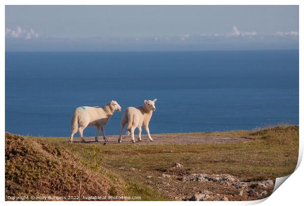 Serene Pastoral: Lambs Overlook Welsh Coastline Print by Holly Burgess