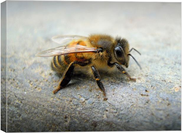 little bee Canvas Print by Heather Newton