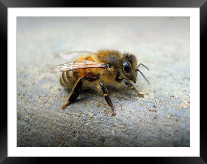 little bee Framed Mounted Print by Heather Newton