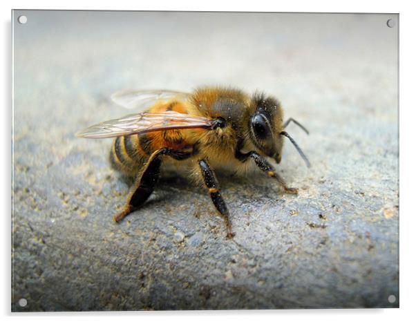 little bee Acrylic by Heather Newton