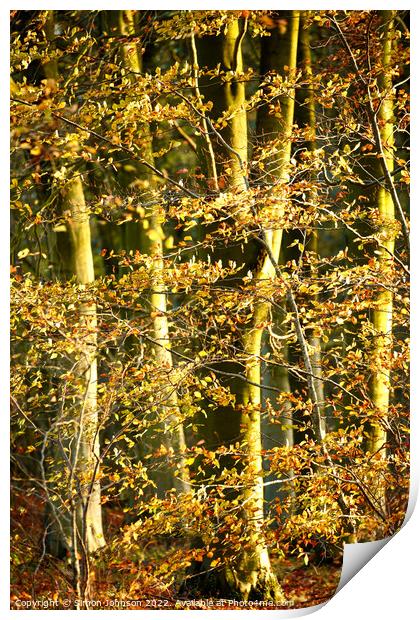 Sunlit woodland Print by Simon Johnson
