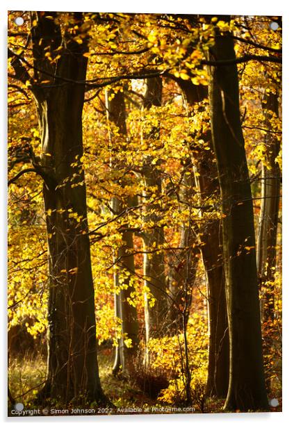 sunlit autumn woodland Acrylic by Simon Johnson