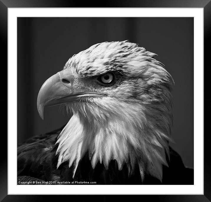 Bald Eagle Framed Mounted Print by Ben Hirst