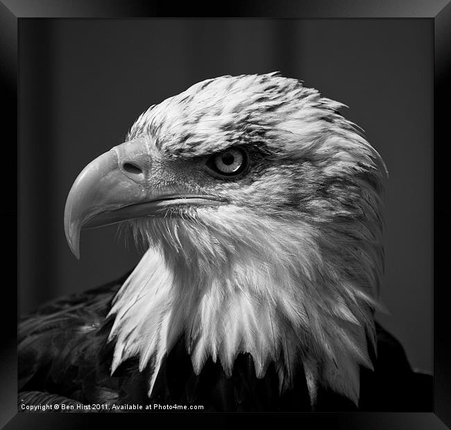 Bald Eagle Framed Print by Ben Hirst