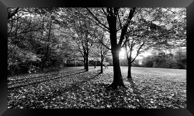 Autumn Preston Park, Mono Framed Print by Michele Davis