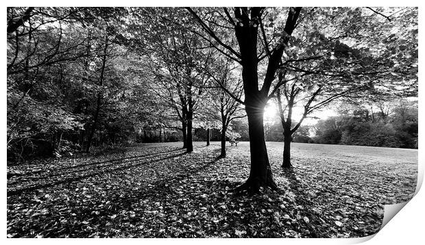 Autumn Preston Park, Mono Print by Michele Davis