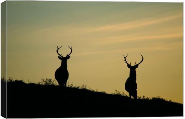 Stags of Strathglass Canvas Print by Macrae Images