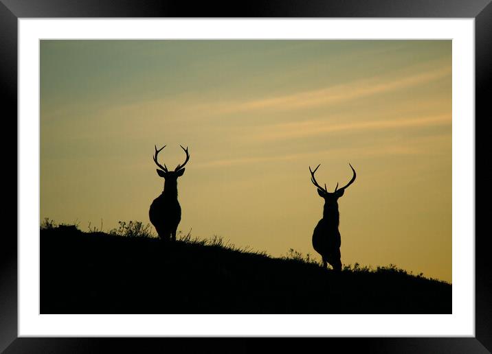 Stags of Strathglass Framed Mounted Print by Macrae Images