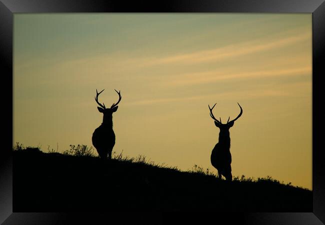 Stags of Strathglass Framed Print by Macrae Images