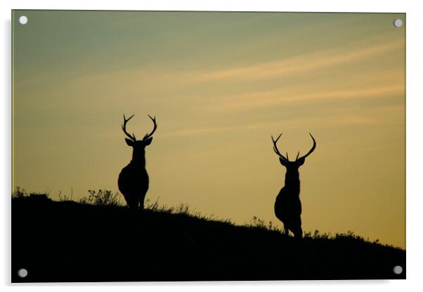 Stags of Strathglass Acrylic by Macrae Images