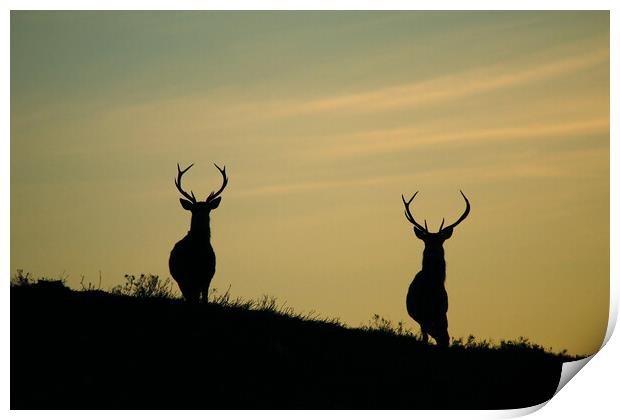 Stags of Strathglass Print by Macrae Images