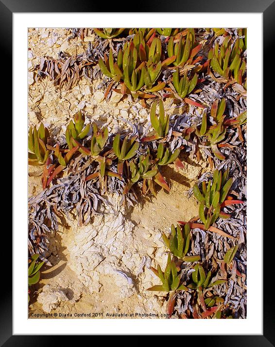 Wild plant, Greek Island Framed Mounted Print by DEE- Diana Cosford