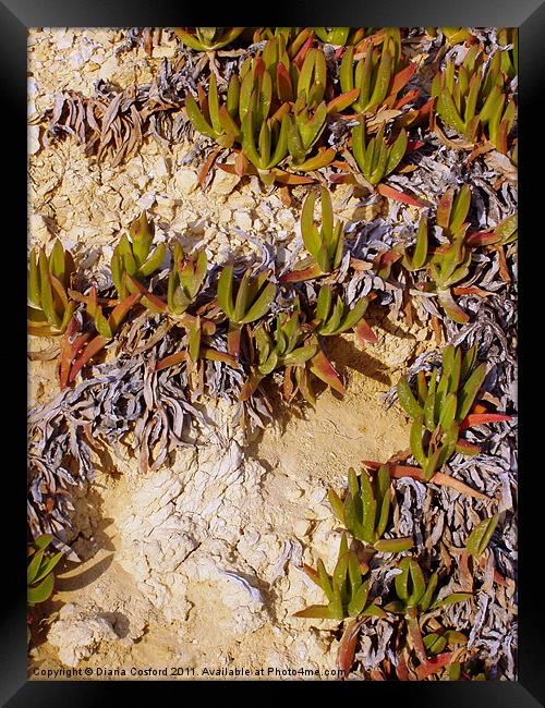Wild plant, Greek Island Framed Print by DEE- Diana Cosford