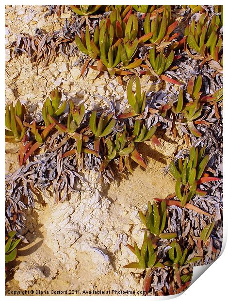 Wild plant, Greek Island Print by DEE- Diana Cosford